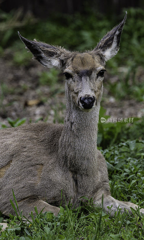 骡鹿(Odocoileus hemionus)是一种原产于北美西部的鹿;它的耳朵像骡子的耳朵一样大，因此得名。黄石国家公园，怀俄明州。动物的特写。